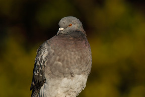 Large